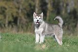 ALASKAN MALAMUTE 113